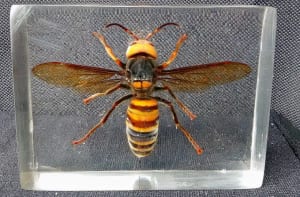 オオスズメバチの樹脂封入標本 - tk-gallery
